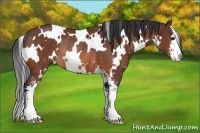 Horse Color:White Spotted Bay Sabino Rabicano 