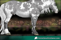 Horse Color:White Spotted Silver Buckskin Chinchilla Appaloosa 