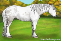Horse Color:Gray White Spotted Buckskin Dun 