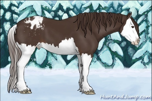 Horse Color:Liver Chestnut Splash Appaloosa 