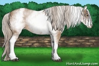Horse Color:White Spotted Palomino Sabino