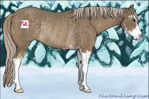 Horse Color:Chocolate Palomino Sabino Rabicano