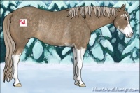 Horse Color:Chocolate Palomino Sabino Rabicano