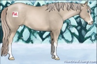 Horse Color:Chocolate Palomino Pearl Sabino