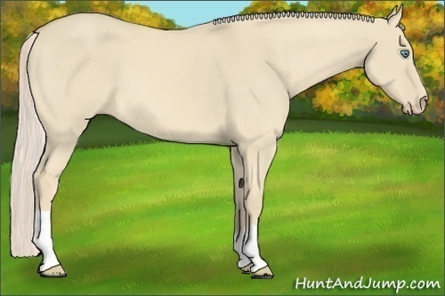 Horse Color:Cremello Dun