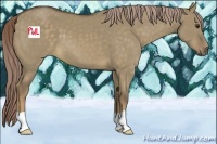 Horse Color:Chocolate Palomino Dun