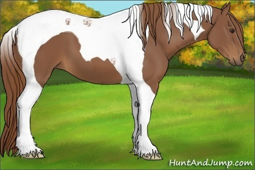 Horse Color:Chestnut Tobiano