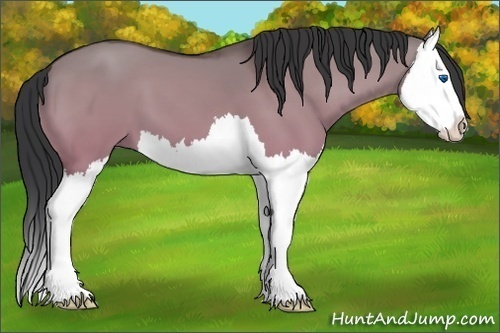 Horse Color:Bay Dun Splash 