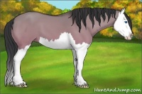 Horse Color:Bay Dun Splash 