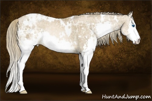 Horse Color:White Spotted Liver Chestnut Ice Pearl Splash Rabicano 