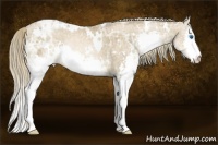 Horse Color:White Spotted Liver Chestnut Ice Pearl Splash Rabicano 