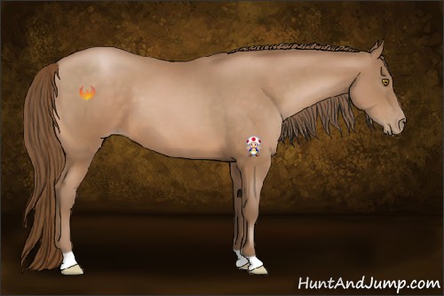 Horse Color:Bay Pearl 