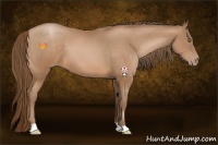 Horse Color:Bay Pearl