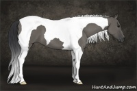 Horse Color:Grullo Tobiano