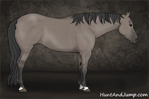 Horse Color:Grullo 