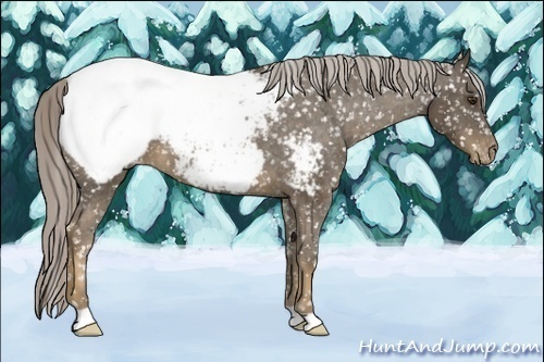 Horse Color:Chocolate Palomino Appaloosa 
