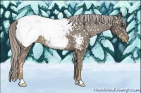 Horse Color:Chocolate Palomino Appaloosa 