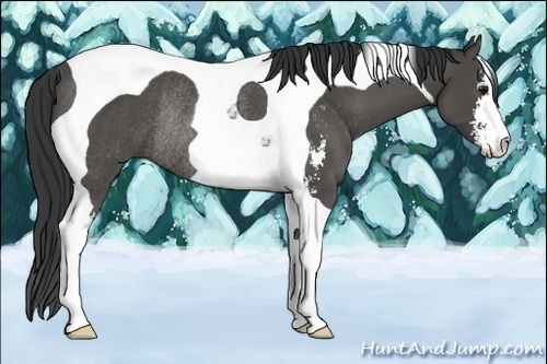 Horse Color:Black Sabino Tobiano Rabicano 