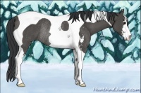 Horse Color:Black Sabino Tobiano Rabicano 