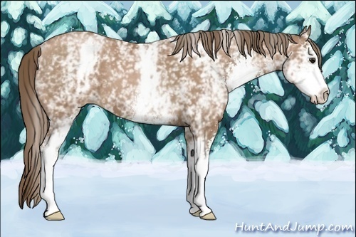 Horse Color:White Spotted Black Pearl Sabino 