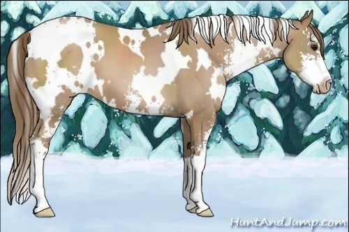 Horse Color:White Spotted Black Pearl Sabino 