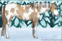 Horse Color:White Spotted Black Pearl Sabino 