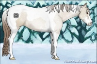 Horse Color:Grullo Pearl Sabino Tobiano 