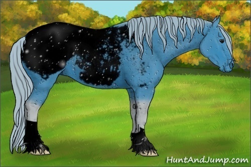 Horse Color:ERROR: UNKNOWN ANOMALY