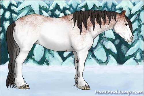 Horse Color:White Spotted Bay 