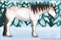 Horse Color:White Spotted Bay 