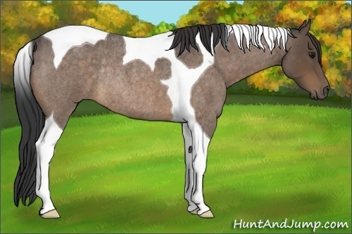 Horse Color:Buckskin Roan Tobiano Rabicano 