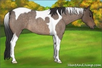 Horse Color:Buckskin Roan Tobiano Rabicano 