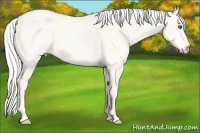 Horse Color:Cremello Dun Sabino