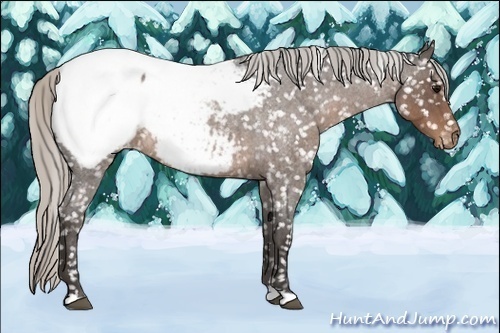 Horse Color:Silver Blue Roan Appaloosa Rabicano