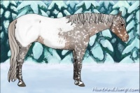 Horse Color:Silver Blue Roan Appaloosa Rabicano 
