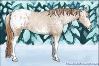 Horse Color:White Spotted Buckskin Pearl Blanket Rabicano 