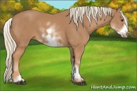 Horse Color:White Spotted Chestnut Frame 