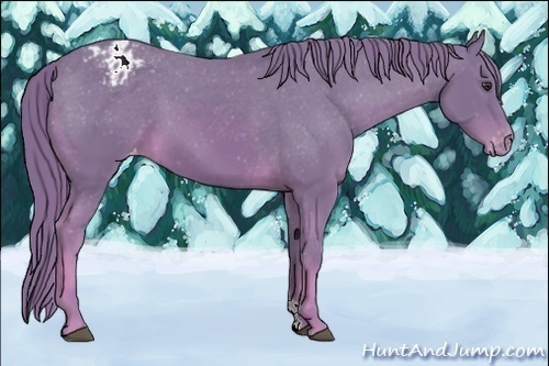 Horse Color:Watercolor Chestnut Appaloosa 
