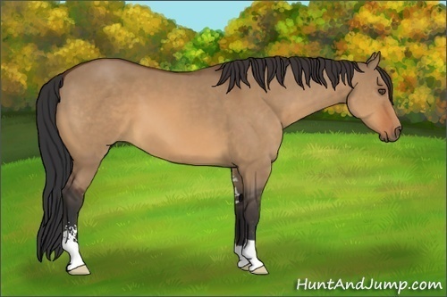 Horse Color:Bay Dun Sabino 