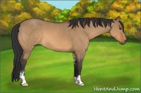 Horse Color:Bay Dun Sabino