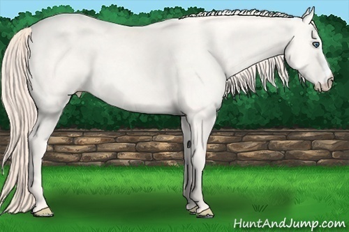 Horse Color:Perlino 