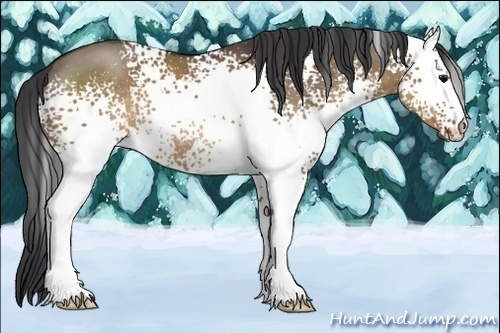 Horse Color:White Spotted Brown Dun 