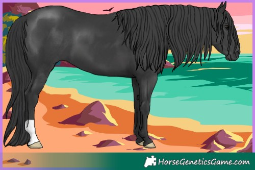 Horse Color:Black 