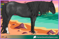 Horse Color:Black 