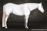 Horse Color:Buckskin Roan Dun Near Fewspot 
