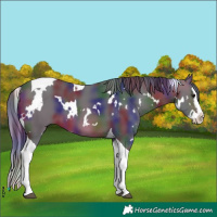 Horse Color:Nacre White Spotted Brown Splash Tobiano