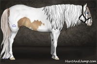 Horse Color:Chocolate Palomino Splash Tobiano 