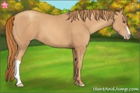 Horse Color:Gold Champagne 