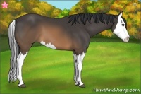 Horse Color:Buckskin Splash 