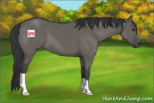 Horse Color:Grullo